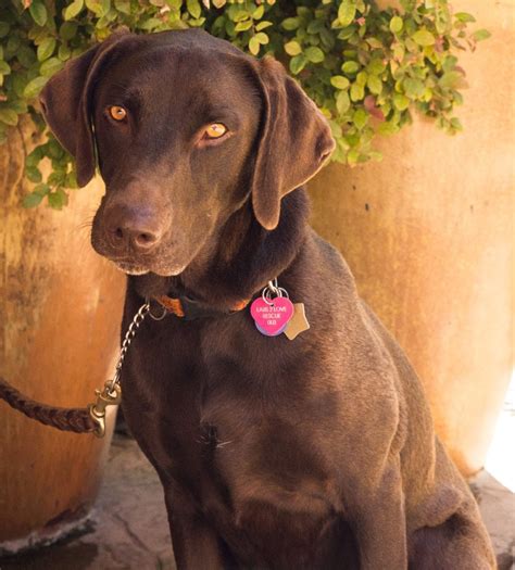 labrador retriever rescue.